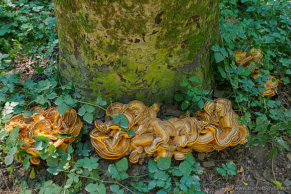 Paddenstoelen 2020 Bart Fotografie-064