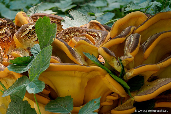 Paddenstoelen 2020 Bart Fotografie-066
