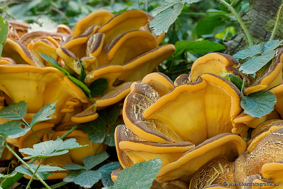 Paddenstoelen 2020 Bart Fotografie-067