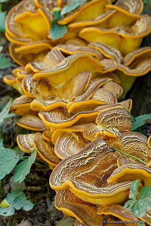 Paddenstoelen 2020 Bart Fotografie-068