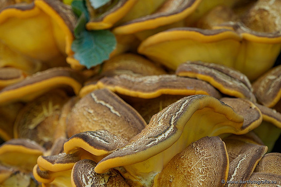 Paddenstoelen 2020 Bart Fotografie-069