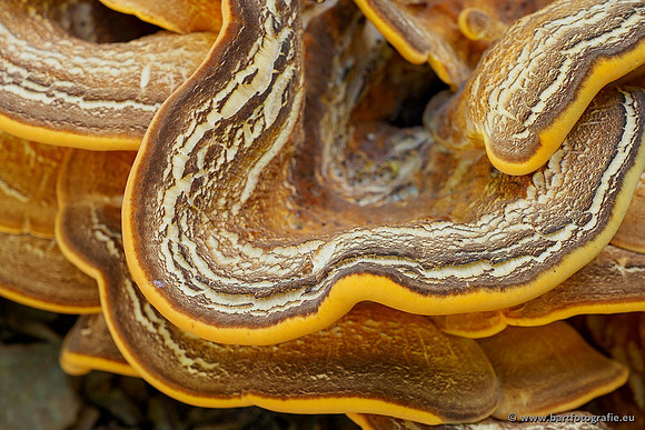 Paddenstoelen 2020 Bart Fotografie-070