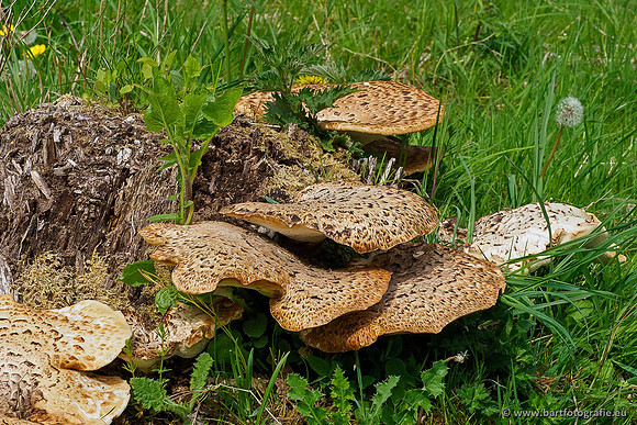 Paddenstoelen 2020 Bart Fotografie-071