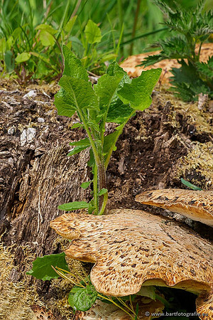 Paddenstoelen 2020 Bart Fotografie-072