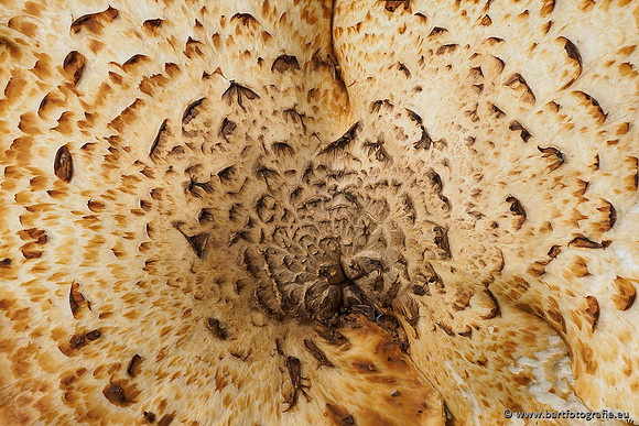 Paddenstoelen 2020 Bart Fotografie-075