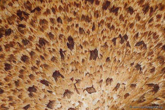 Paddenstoelen 2020 Bart Fotografie-076