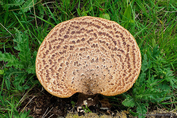 Paddenstoelen 2020 Bart Fotografie-077