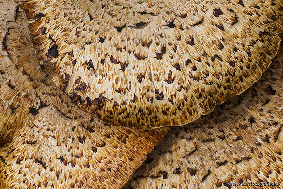 Paddenstoelen 2020 Bart Fotografie-074