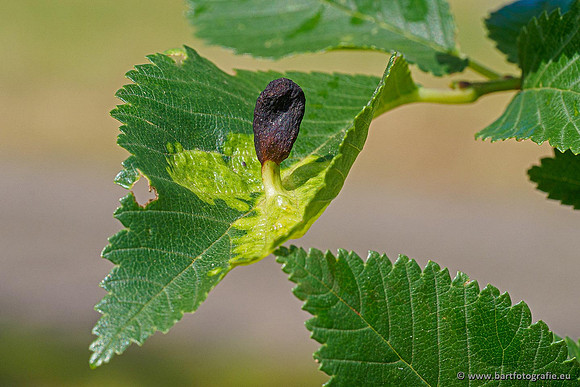 Paddenstoelen 2020 Bart Fotografie-078