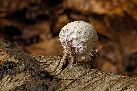 Paddenstoelen 2020 Bart Fotografie-081