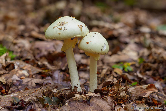 Paddenstoelen 2020 Bart Fotografie-080