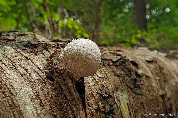Paddenstoelen 2020 Bart Fotografie-082