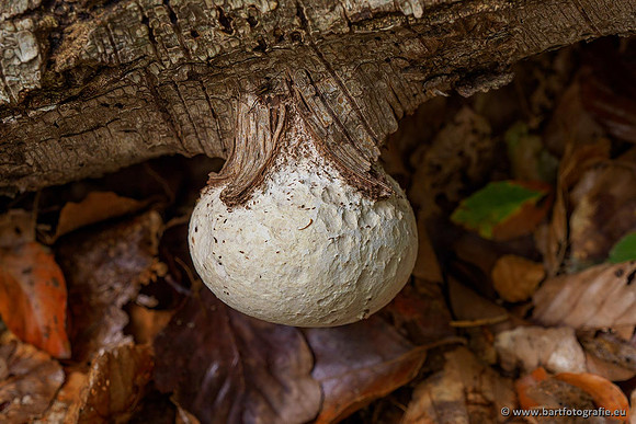Paddenstoelen 2020 Bart Fotografie-083