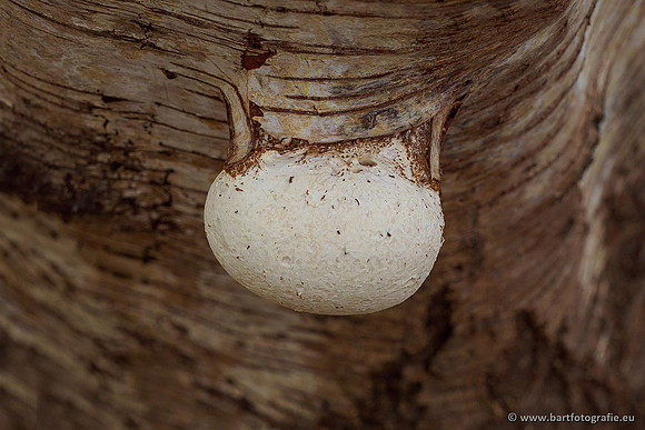 Paddenstoelen 2020 Bart Fotografie-084