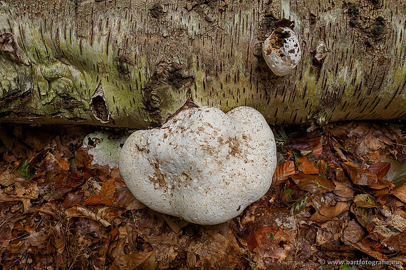 Paddenstoelen 2020 Bart Fotografie-085