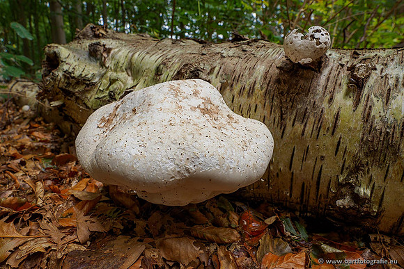 Paddenstoelen 2020 Bart Fotografie-086