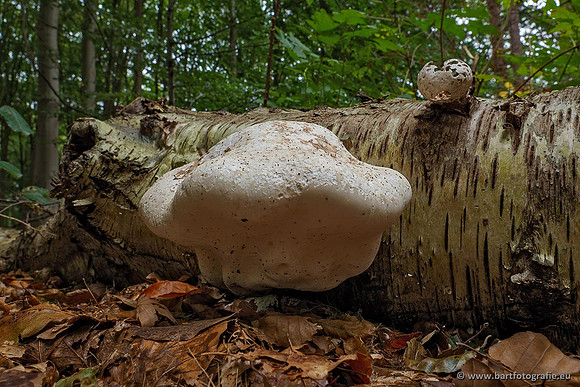 Paddenstoelen 2020 Bart Fotografie-087