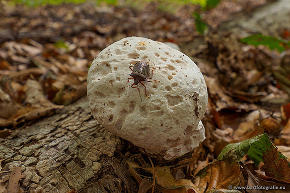 Paddenstoelen 2020 Bart Fotografie-088