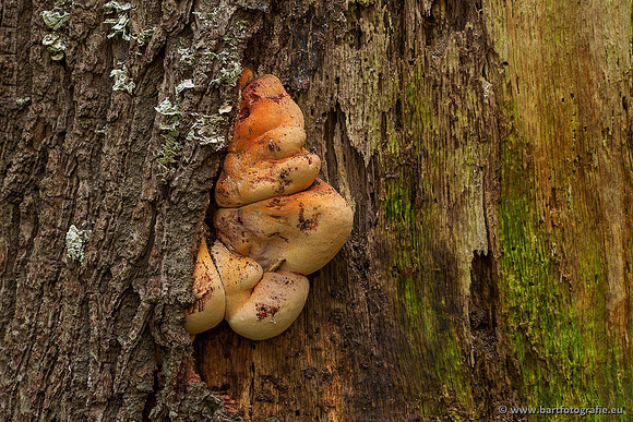 Paddenstoelen 2020 Bart Fotografie-089