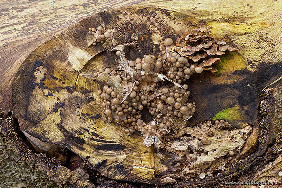 Paddenstoelen 2020 Bart Fotografie-091