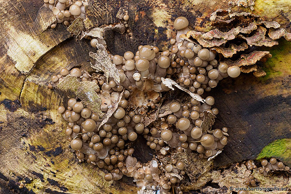 Paddenstoelen 2020 Bart Fotografie-092