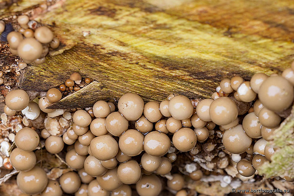 Paddenstoelen 2020 Bart Fotografie-093