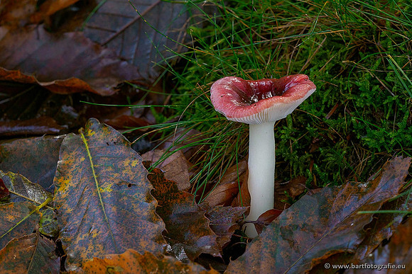 Paddenstoelen 2020 Bart Fotografie-094