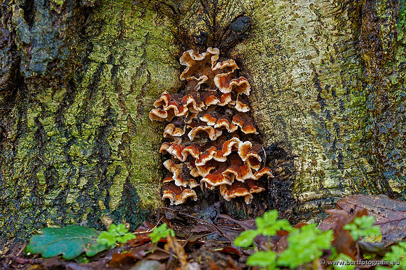 Paddenstoelen 2020 Bart Fotografie-095