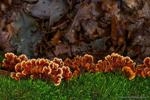 Paddenstoelen 2020 Bart Fotografie-096
