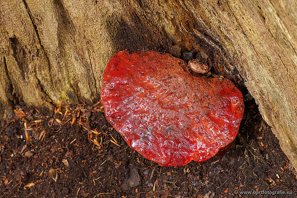 Paddenstoelen 2020 Bart Fotografie-098