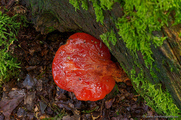 Paddenstoelen 2020 Bart Fotografie-097