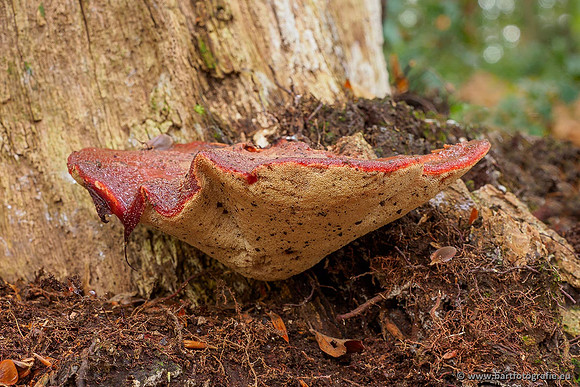 Paddenstoelen 2020 Bart Fotografie-099