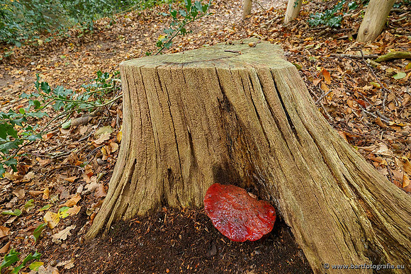 Paddenstoelen 2020 Bart Fotografie-100