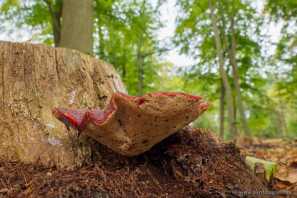 Paddenstoelen 2020 Bart Fotografie-101