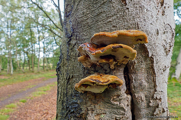 Paddenstoelen 2020 Bart Fotografie-102