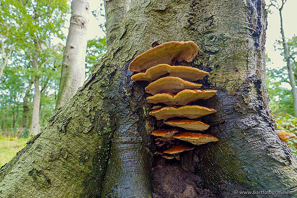 Paddenstoelen 2020 Bart Fotografie-103