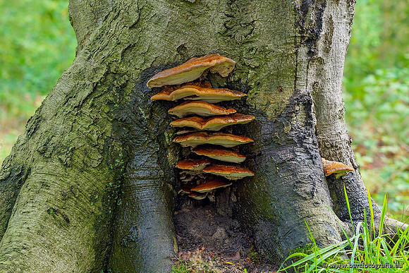 Paddenstoelen 2020 Bart Fotografie-104