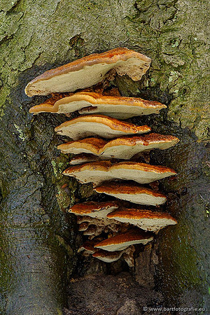 Paddenstoelen 2020 Bart Fotografie-105