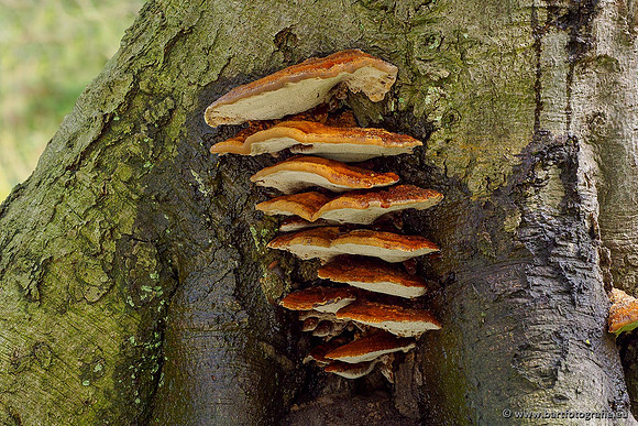 Paddenstoelen 2020 Bart Fotografie-106
