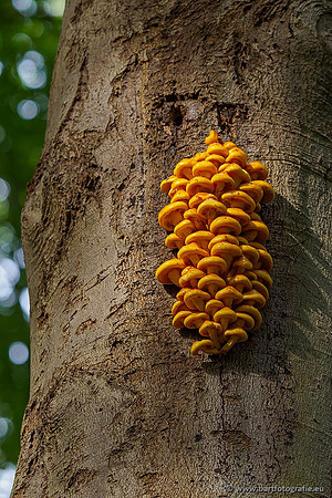 Paddenstoelen 2020 Bart Fotografie-108