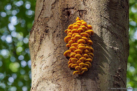 Paddenstoelen 2020 Bart Fotografie-109