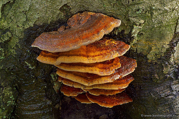 Paddenstoelen 2020 Bart Fotografie-107