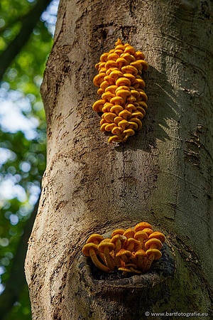 Paddenstoelen 2020 Bart Fotografie-110