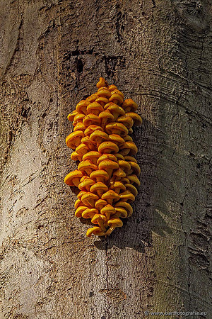 Paddenstoelen 2020 Bart Fotografie-111