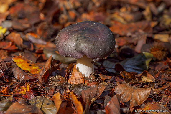 Paddenstoelen 2020 Bart Fotografie-112