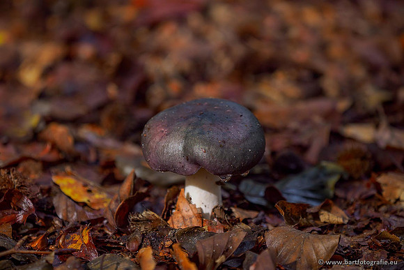 Paddenstoelen 2020 Bart Fotografie-113