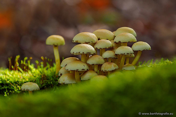 Paddenstoelen 2020 Bart Fotografie-114