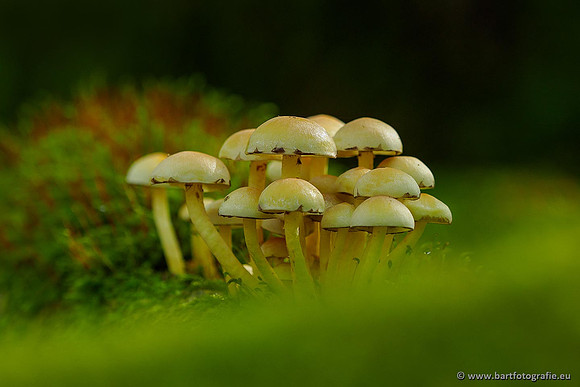 Paddenstoelen 2020 Bart Fotografie-116