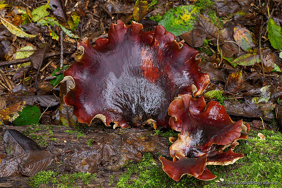 Paddenstoelen 2020 Bart Fotografie-117