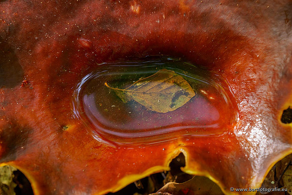Paddenstoelen 2020 Bart Fotografie-118